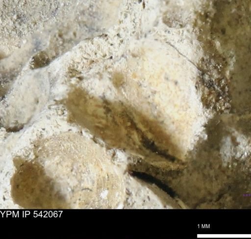 Corbulamella gregaria