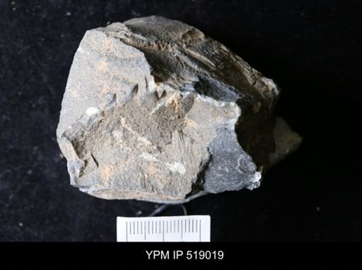 undet. Ichnofossil
