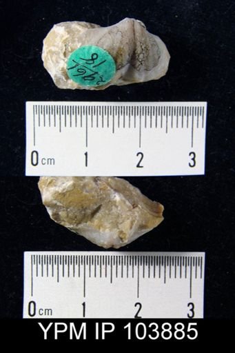 Spirifer concinnus