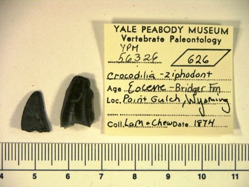 undet. Eusuchia