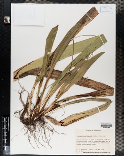 Cymophyllus fraserianus