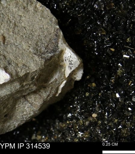 undet. Mollusca
