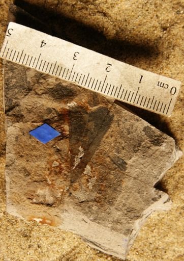 Amicia antiqua