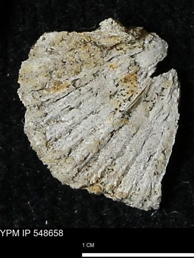 Strophodonta?