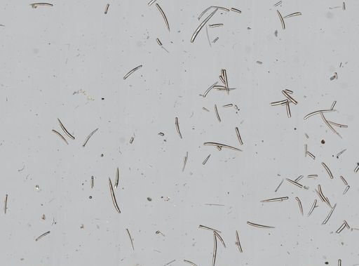 Clathria pennata
