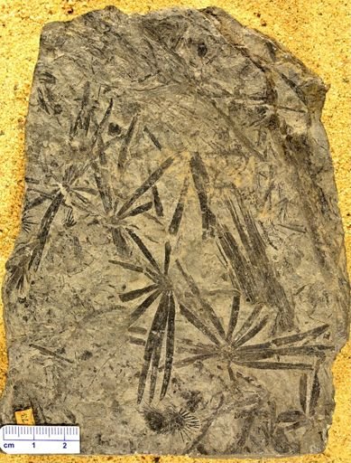 Annularia longifolia