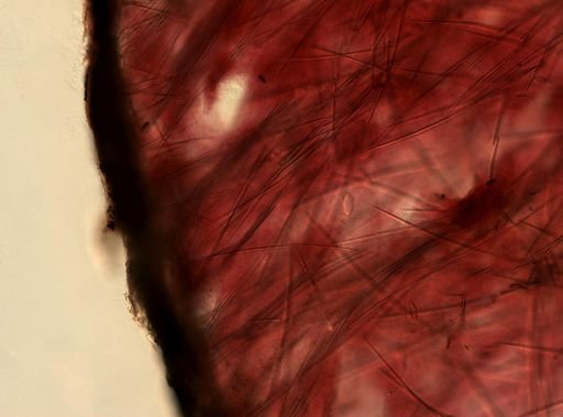 Erylus sp.