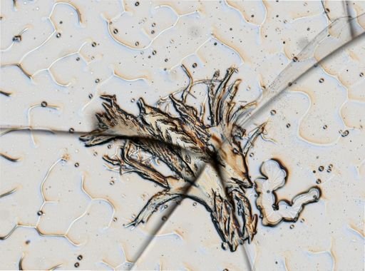 Flabellina verrucosa