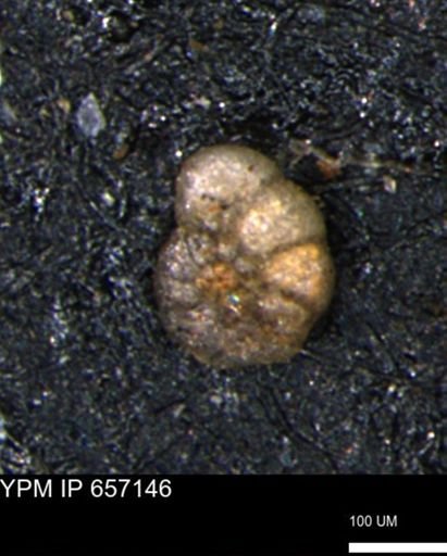 Trochammina depressa