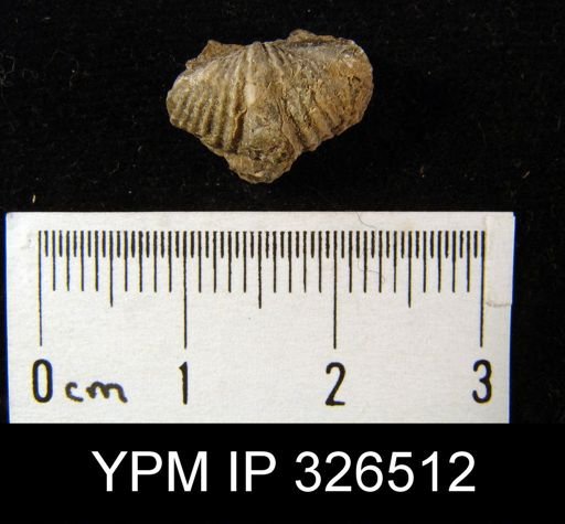 Spiriferina transversa