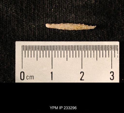 Archaeocidaris sp.