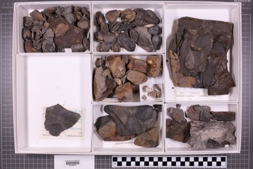 mixed taxa, stratigraphic collection
