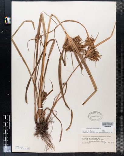 Cyperus strigosus