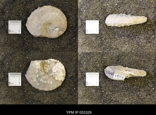 Discoscaphites conradi