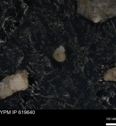 undet. Foraminiferida