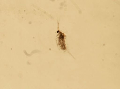 Daphnia