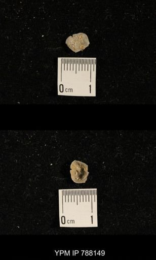 Brachiopoda