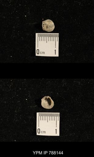 Brachiopoda