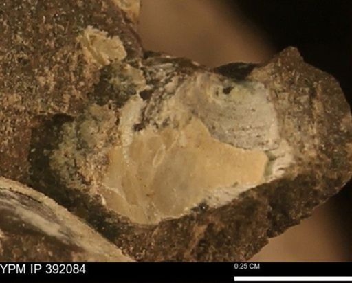 Protocardia sp.