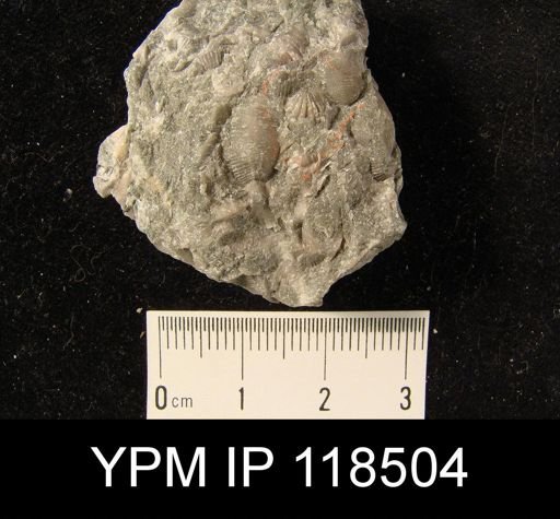 Camarotoechia nucula planosugosa