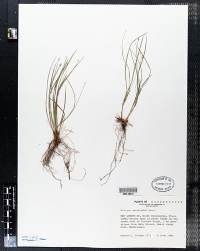 Scirpus verecundus