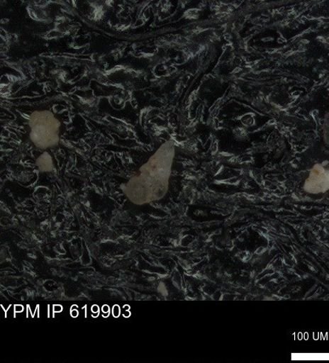 undet. Heterohelicidae
