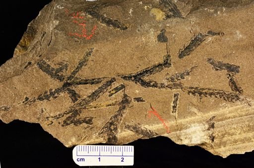 Archaeosigillaria sp.