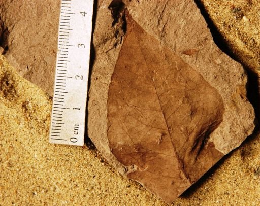 Angiospermopsida