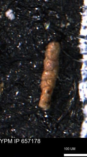Verneuilinoides hectori