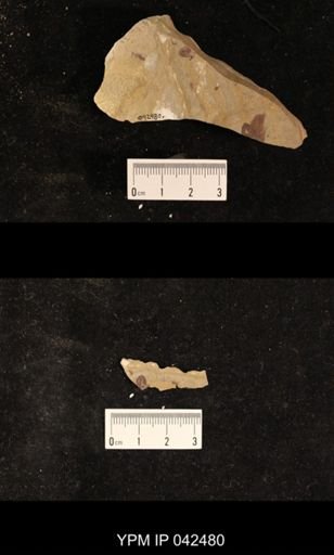 undet. Hexapoda