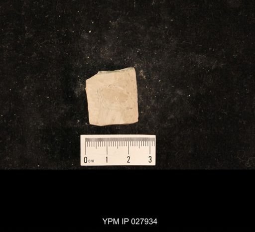 Chelopterum peregrinum