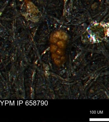 Verneuilinoides kansasensis