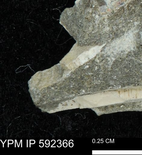 undet. Bivalvia