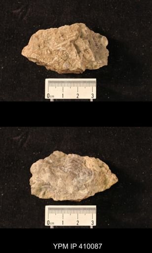 Productus horridus; Alveolites producti and Acanthocladia anceps