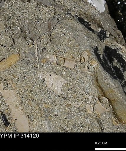undet. Scaphopoda