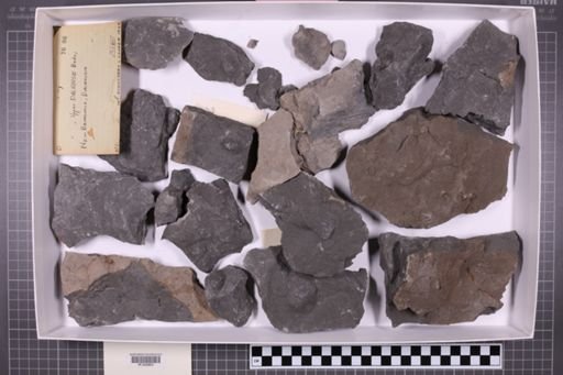 mixed taxa, stratigraphic collection