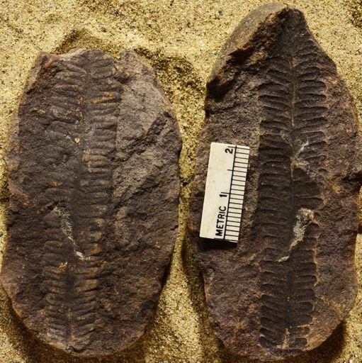 Pecopteris sp.