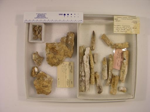 Moeritherium lyonsi