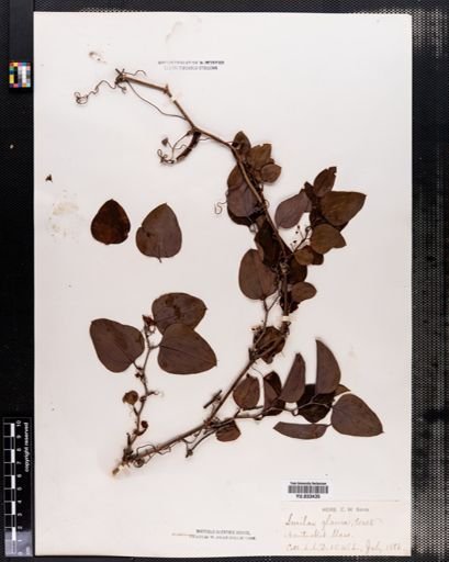 Smilax glauca