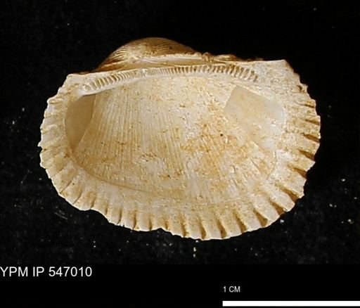 Scapharca transversa