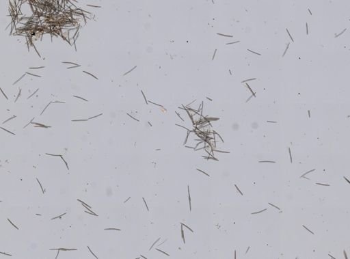 Haliclona cinerea?