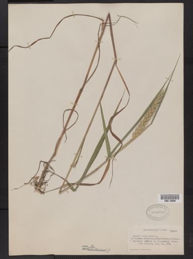 Elymus virginicus