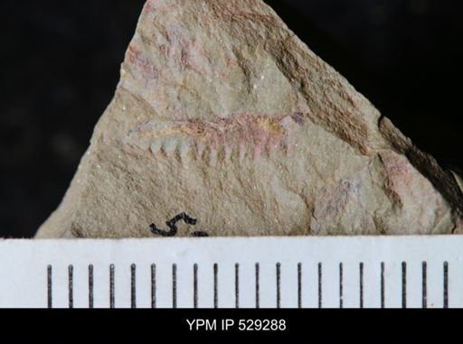 undet. Graptoloidea