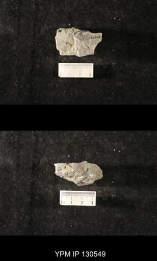 Platyceratoidea