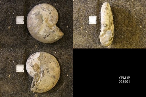 Hoploscaphites nicolletii