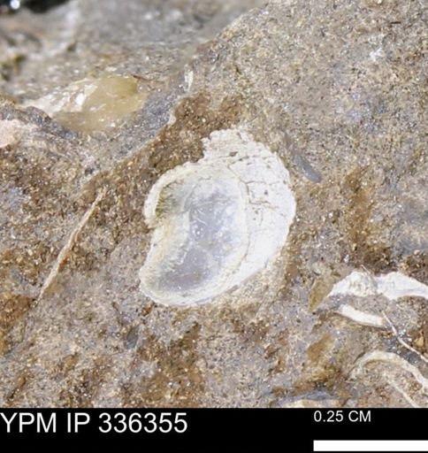 undet. Bivalvia