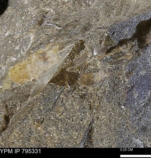 undet. Bivalvia