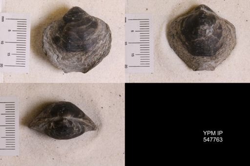 Athyris spiriferoides
