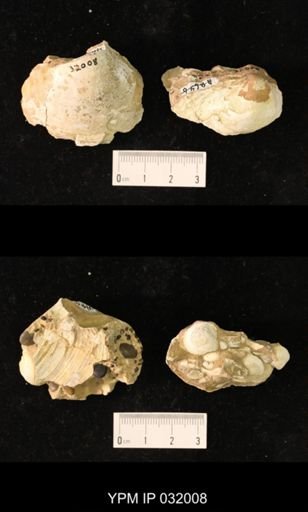 Mactra warreniana