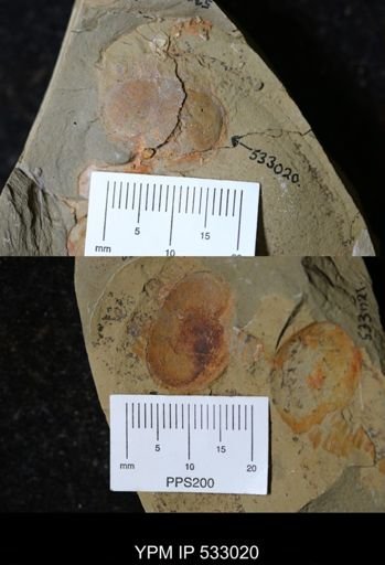 undet. Xiphosurida